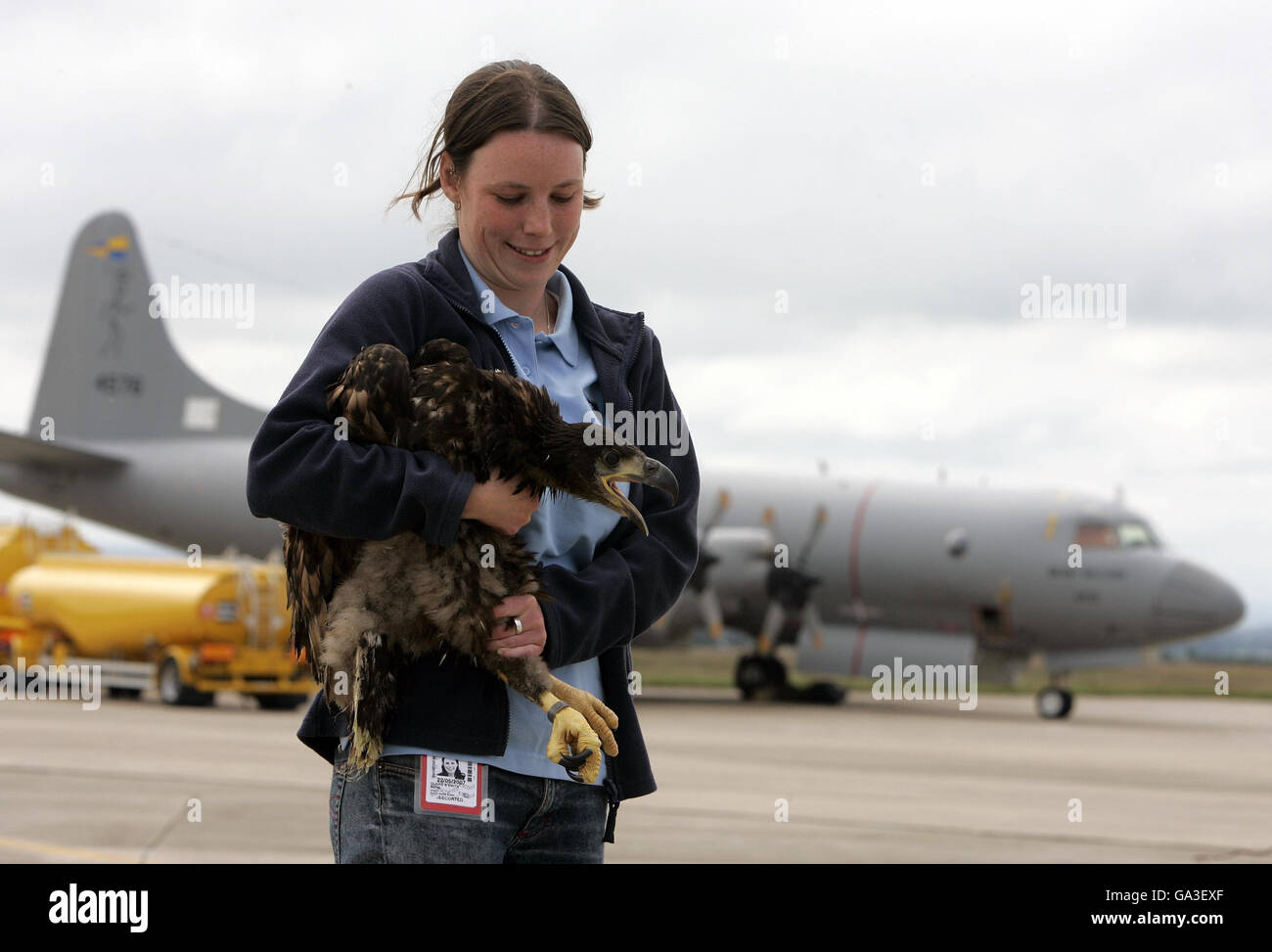 Un jeune aigle à queue blanche détenu par Claire Smith de la RSPB à la RAF Kinloss, après le transport des oiseaux par la Norwegian Air Force à la base aérienne écossaise. Banque D'Images
