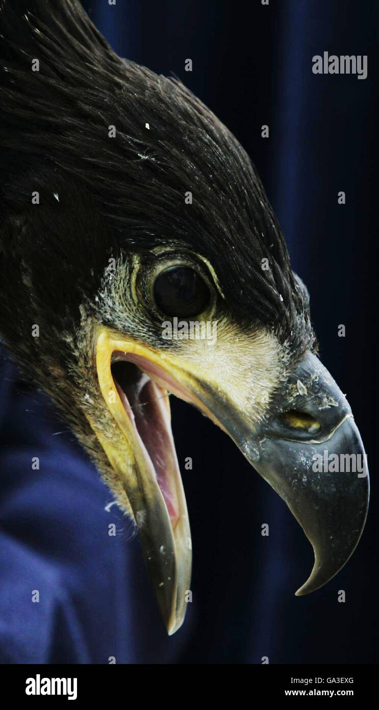 Un jeune aigle à queue blanche détenu par Claire Smith de la RSPB à la RAF Kinloss, après le transport des oiseaux par la Norwegian Air Force à la base aérienne écossaise. Banque D'Images