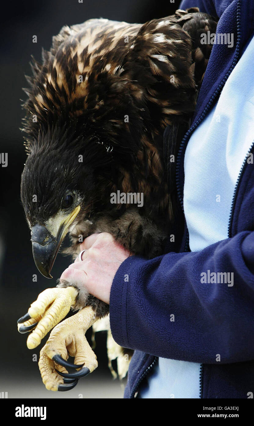 Un jeune aigle à queue blanche détenu par Claire Smith de la RSPB à la RAF Kinloss, après le transport des oiseaux par la Norwegian Air Force à la base aérienne écossaise. Banque D'Images