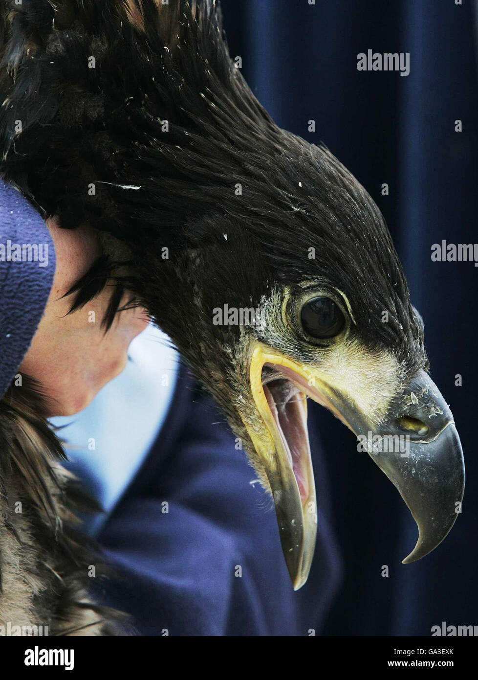 Un jeune aigle à queue blanche détenu par Claire Smith de la RSPB à la RAF Kinloss, après le transport des oiseaux par la Norwegian Air Force à la base aérienne écossaise. Banque D'Images