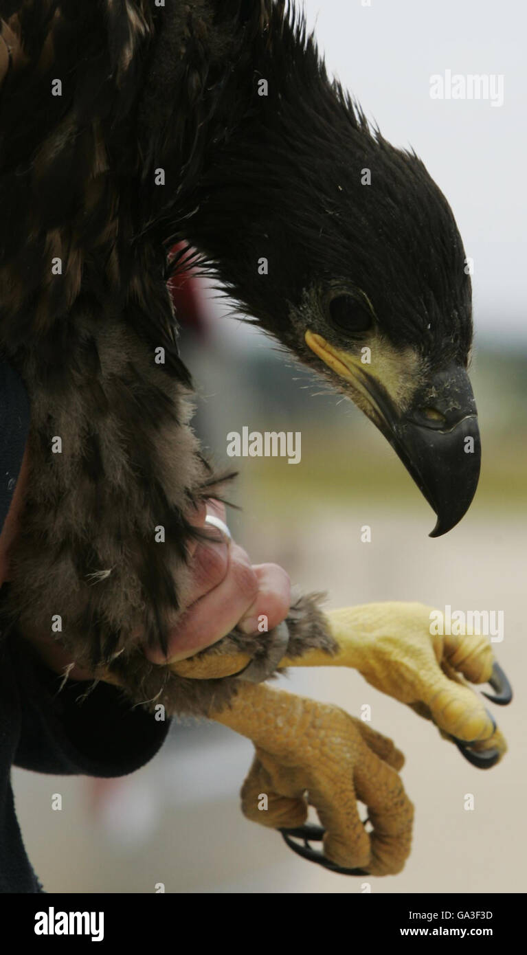 Un jeune aigle à queue blanche détenu par Claire Smith de la RSPB à la RAF Kinloss, après le transport des oiseaux par la Norwegian Air Force à la base aérienne écossaise. Banque D'Images