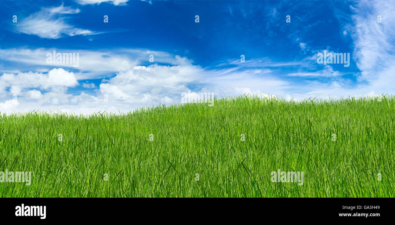 Paysage de l'herbe verte sur blue cloudy sky Banque D'Images