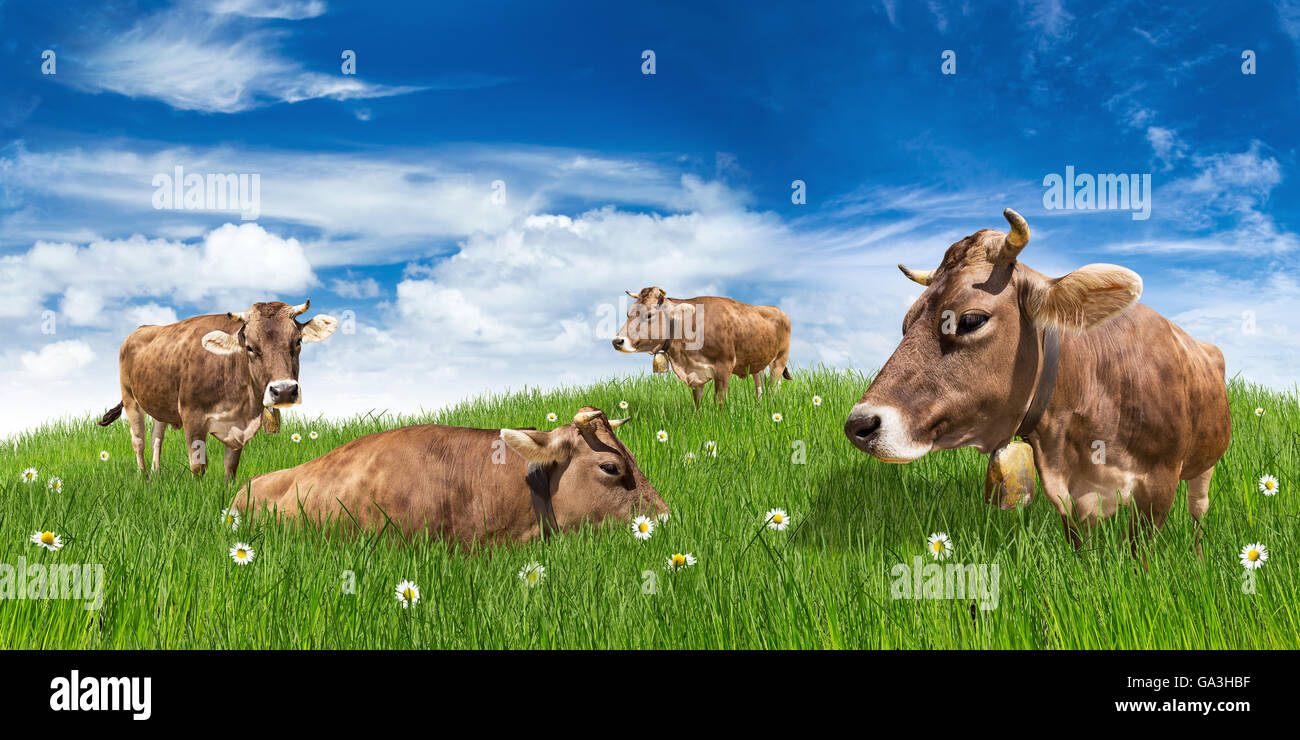 Groupe de vaches sur vert prairie en face de ciel bleu Banque D'Images