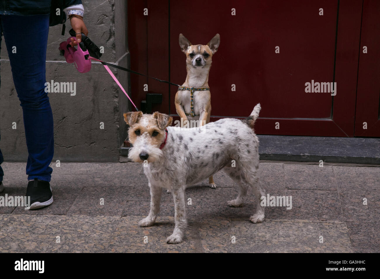Deux chiens à San Sebastian, Espagne. Banque D'Images