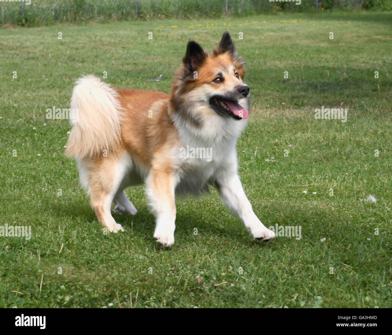 Chien de Berger islandais Banque D'Images