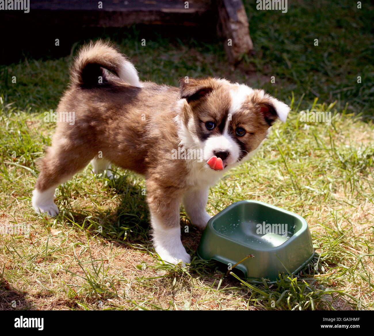 Chien de berger islandais Banque D'Images