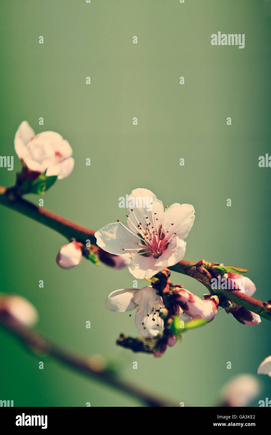 Fleurs de cerisier (Prunus) sur une branche, look rétro Banque D'Images