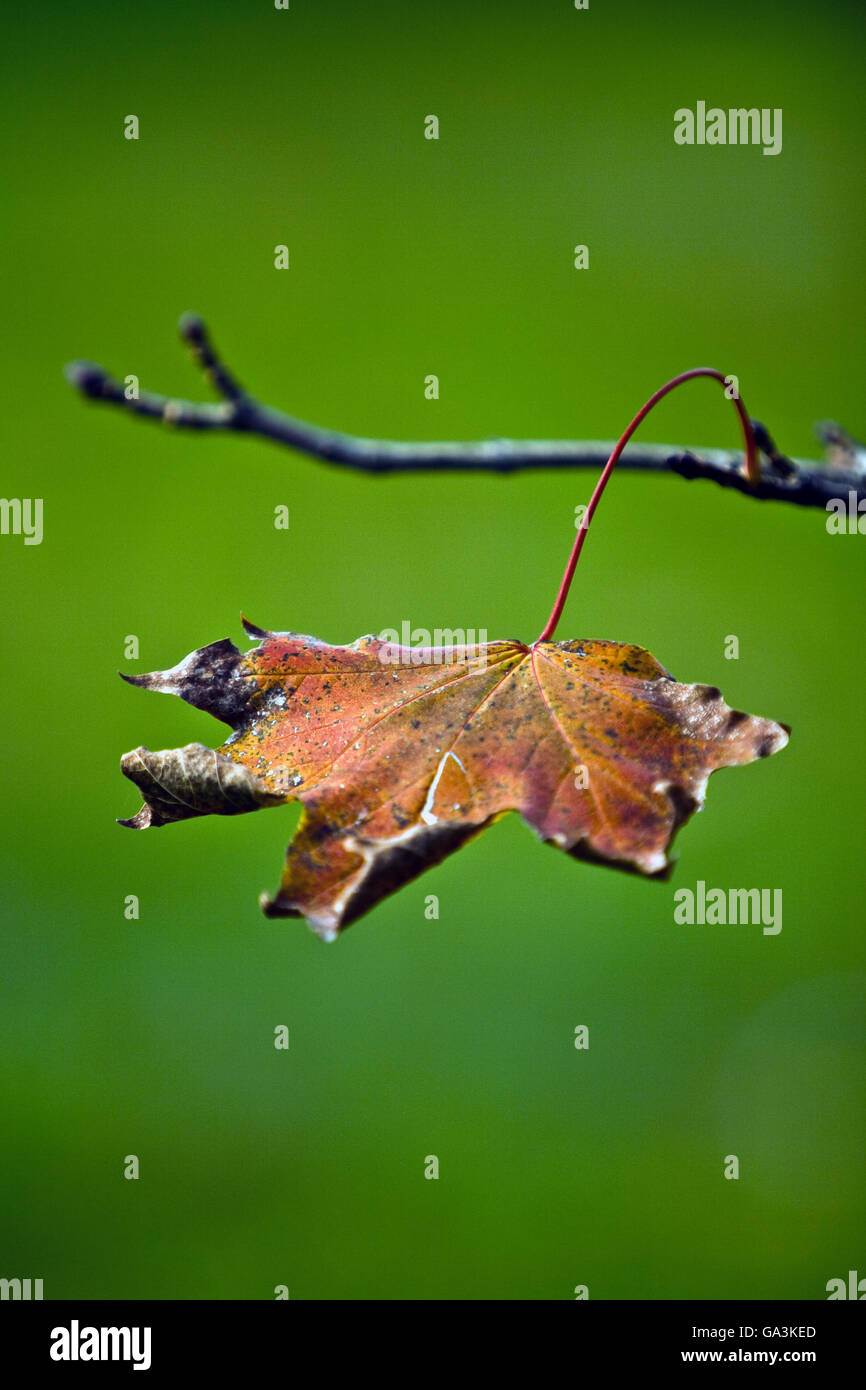 Feuille d'automne, l'érable (Acer) Banque D'Images
