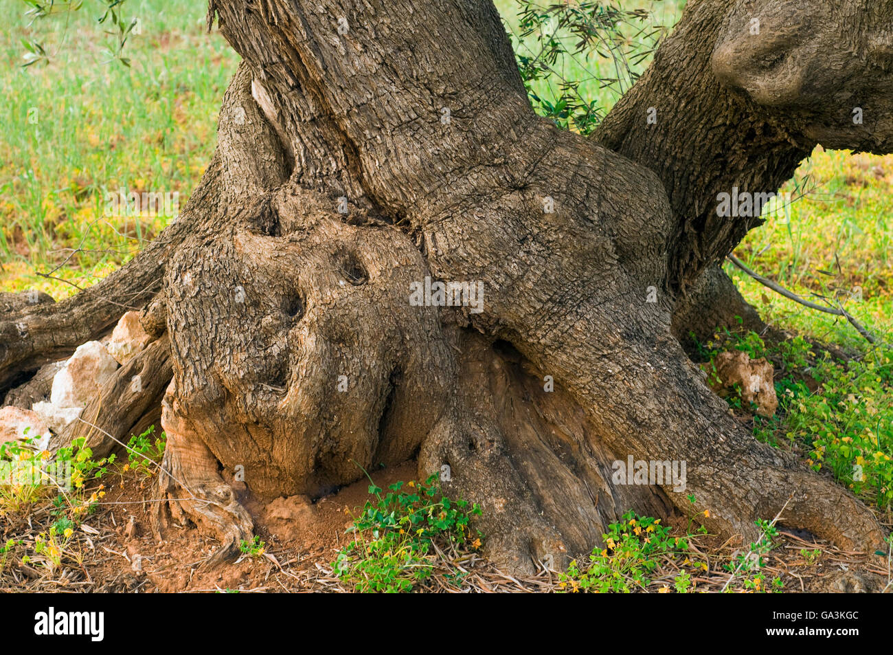 Vieux tronc d'olivier (Olea europaea), à l'olive plantation près de Lecce, Pouilles, Pouilles, Italie du sud, de l'Europe Banque D'Images