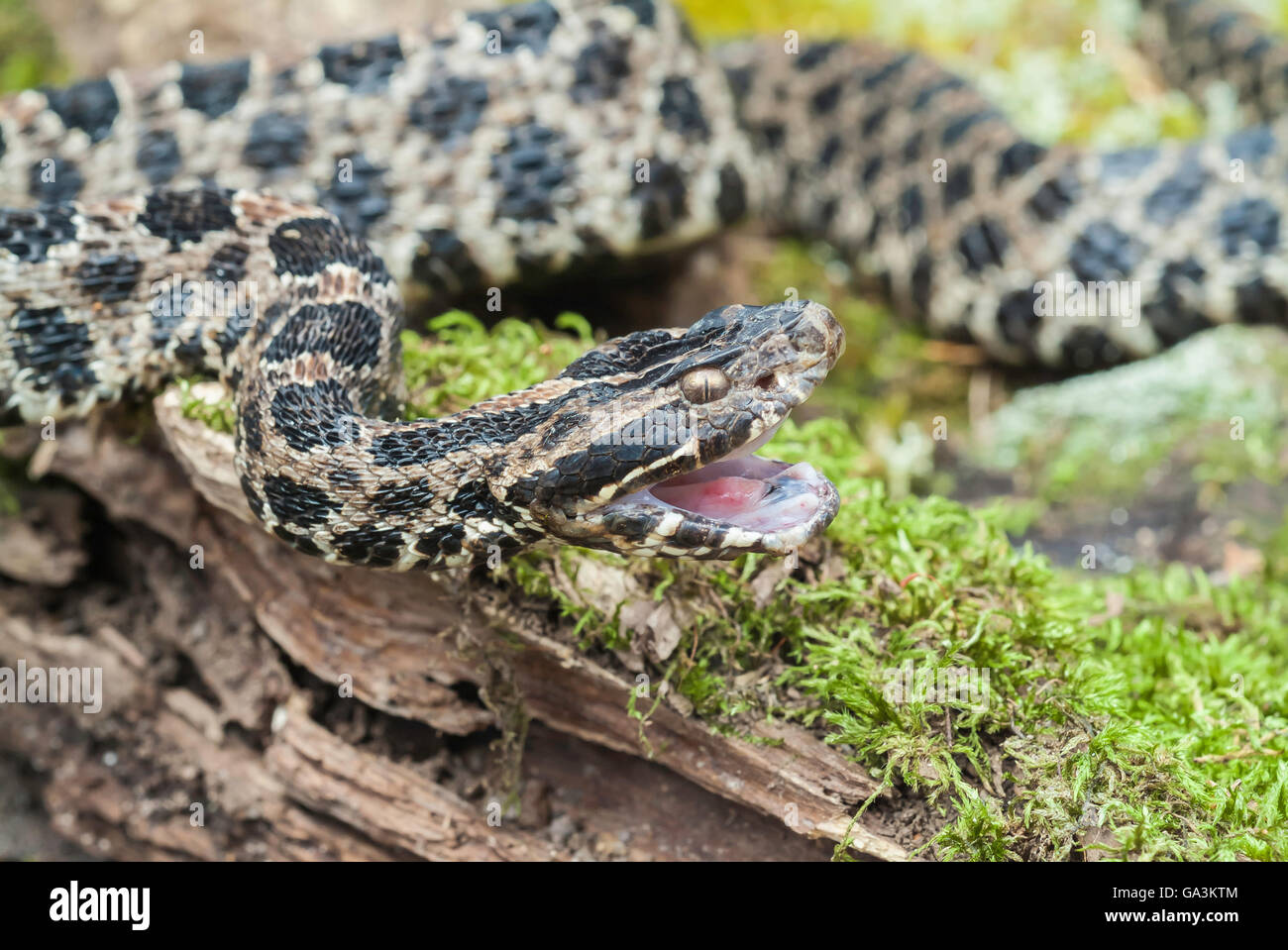 Crotale pygmée sombre, Sistrurus miliarius barbouri, endémique au sud-est des États-Unis Banque D'Images