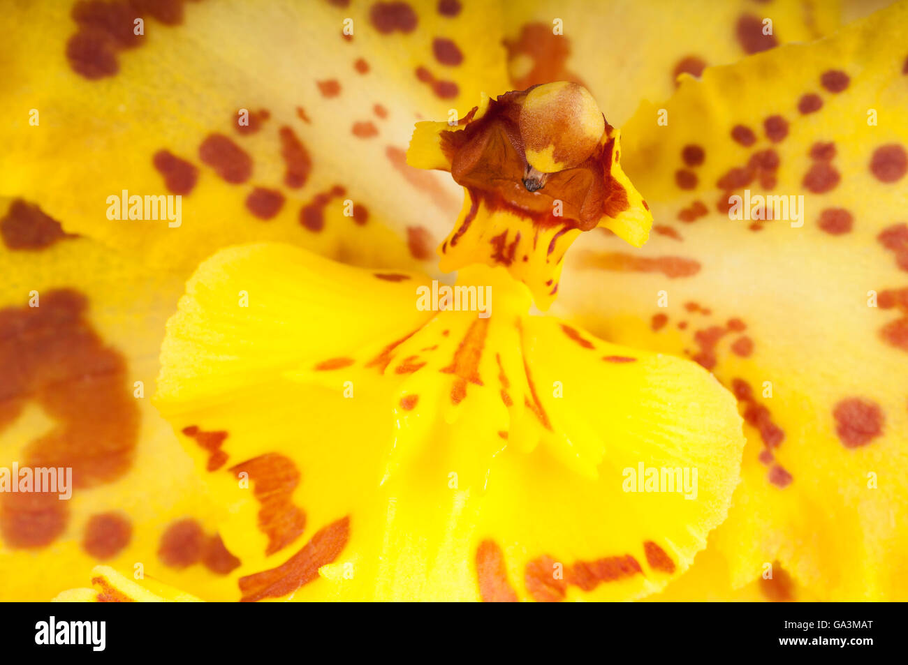 Wilsonara stirling Tiger, hybride d'orchidée Banque D'Images