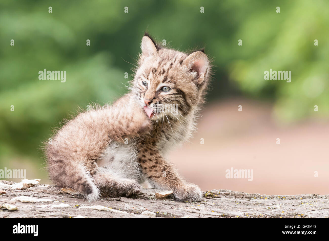 Chaton, Bobcat lynx (Felis rufus), 8 semaines, s'étend du sud du Canada au nord du Mexique Banque D'Images