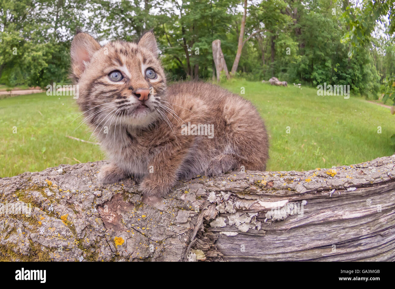 Chaton, Bobcat lynx (Felis rufus), 8 semaines, s'étend du sud du Canada au nord du Mexique Banque D'Images