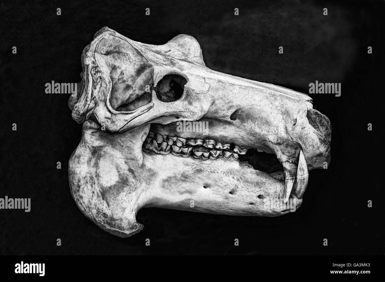 Crâne d'hippopotame ou d'hippo (Latin Hippopotamus amphibius.) - un mammifère de l'ordre des artiodactyles, du sous-ordre des svinoobraznyh Banque D'Images
