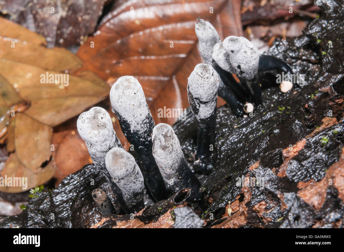 Noirou, Xylaria espèces, La Selva, Rio Napo, Equateur Banque D'Images