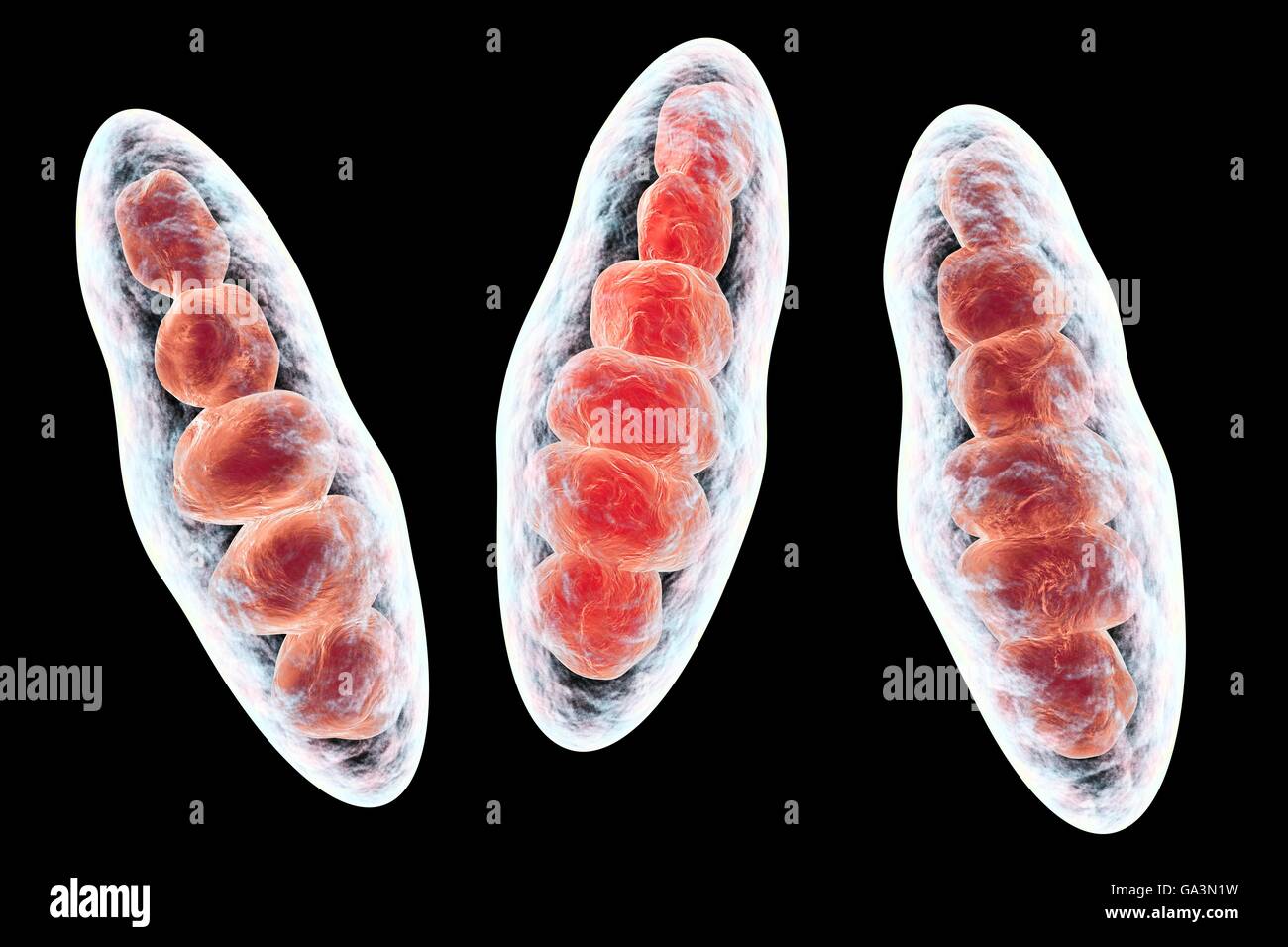 Illustration d'ordinateur de Trichophyton mentagrophytes, la cause du pied d'athlète (tinea pedis) et le cuir chevelu la Teigne (tinea capitus). Ces deux infections cutanées contagieuses sont répartis par le champignon, les spores (rouge). T. mentagrophytes est une des nombreuses espèces de champignons qui peuvent se développer dans la peau, causant l'inflammation et les démangeaisons. Le pied de l'athlète et la teigne sont traités avec des médicaments antifongiques. Les macroconidies sont vus ici (organismes multi-cellulaires contenant des spores). Banque D'Images