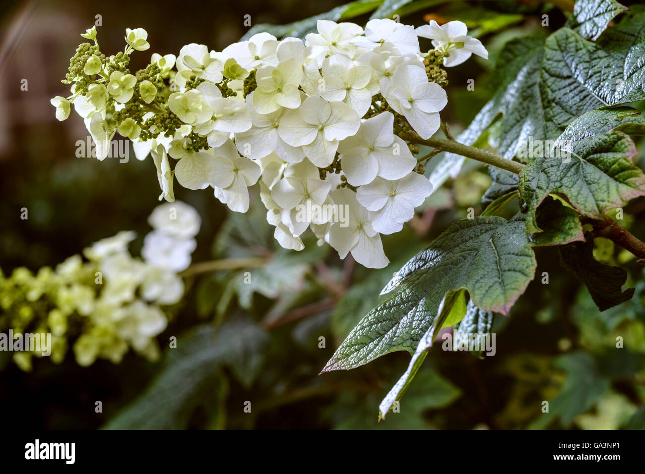 L'Hydrangea quercifolia Hydrangeaceae Snow Queen. Banque D'Images
