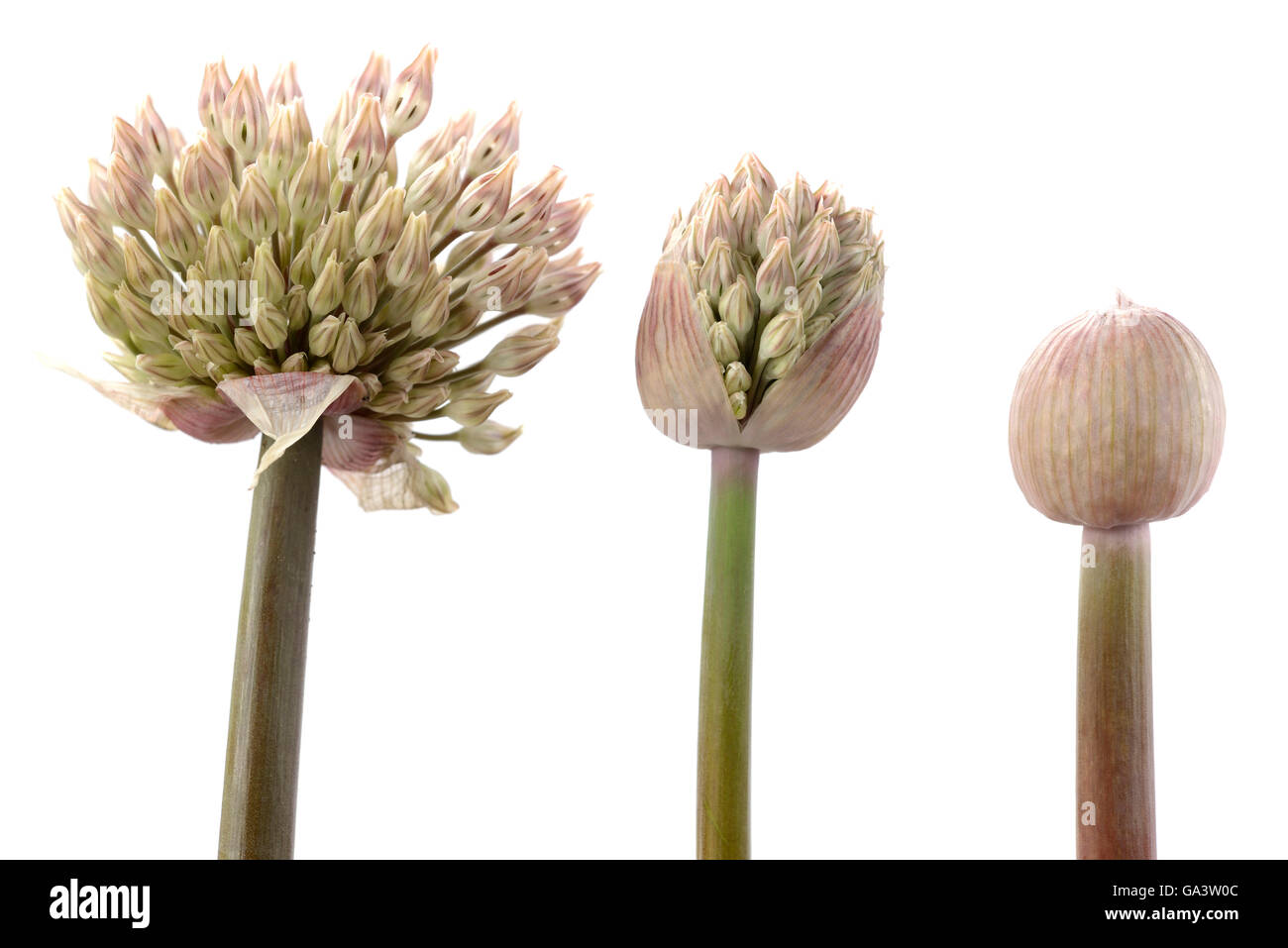 Carataviense Allium ail AGA Kara Tau Trois boutons de fleurs à différents stades de développement peuvent Banque D'Images