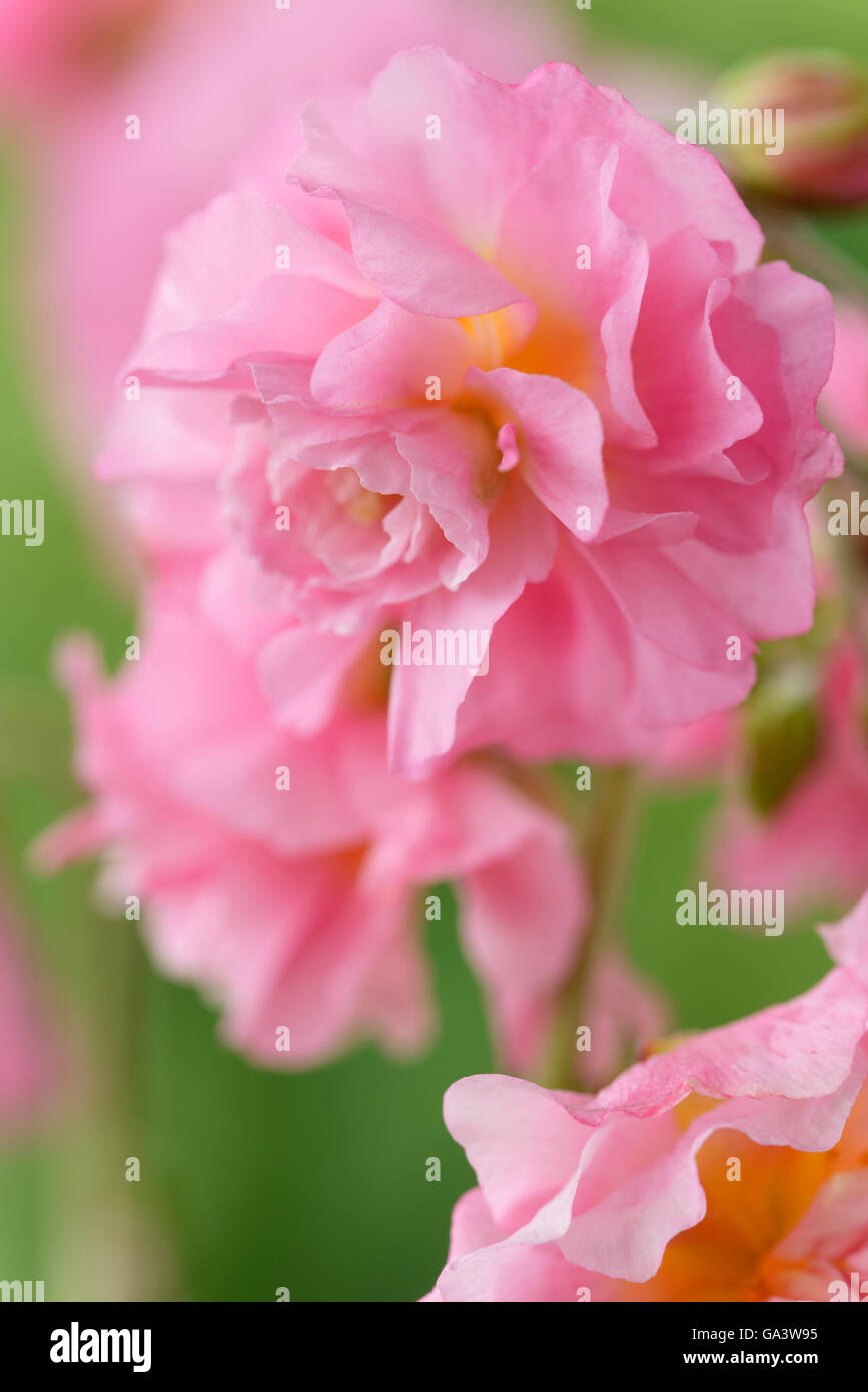 Helianthemum 'Angel' Rock rose fleur double peut Banque D'Images