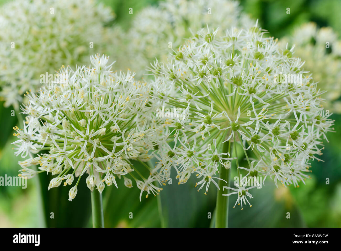L'allium carataviense « Ivoire Queen' Kara Tau peut d'ail Banque D'Images