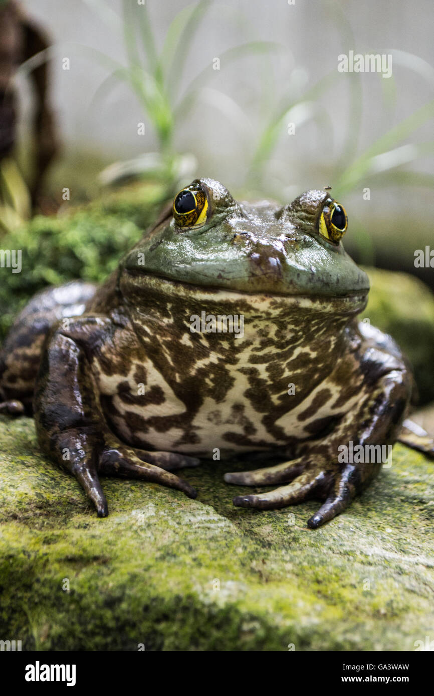 Drôle de grenouille sur un rocher Banque D'Images