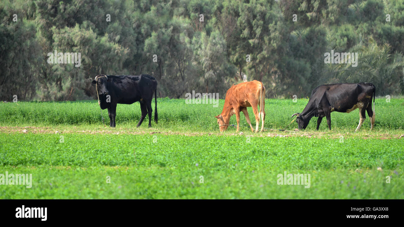 Ferme trois vaches qui paissent sur l'herbe verte Banque D'Images