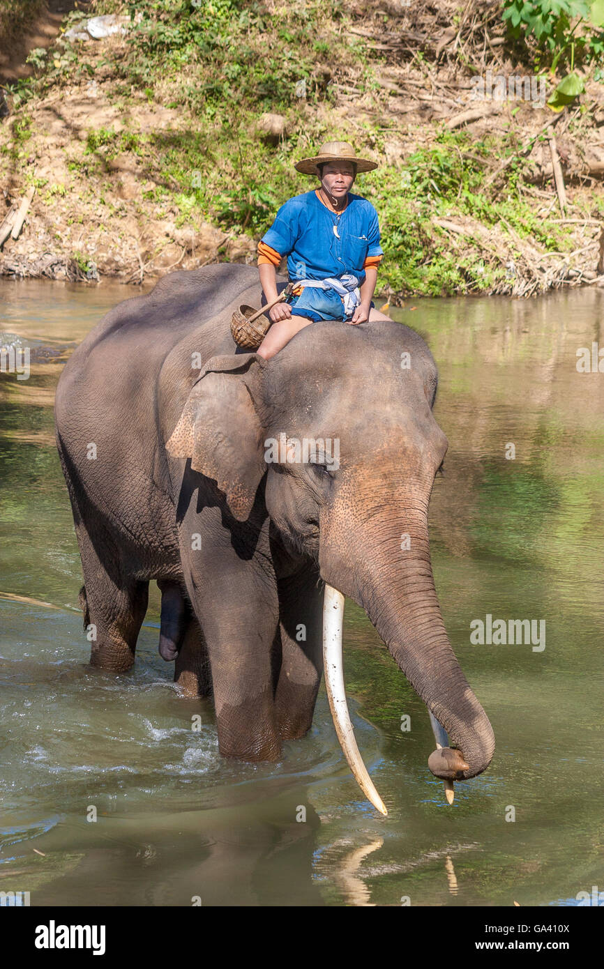 Thaïlande Chiang Mai Chiang Dao Elephant Training Camp Banque D'Images