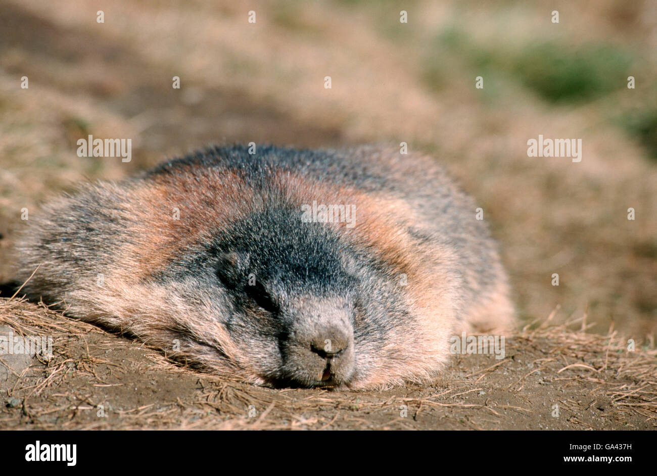 Marmotte alpine dormir dans le soleil, dans la région du parc national, Tauern Autriche / (Marmota marmota) / Alpes Banque D'Images