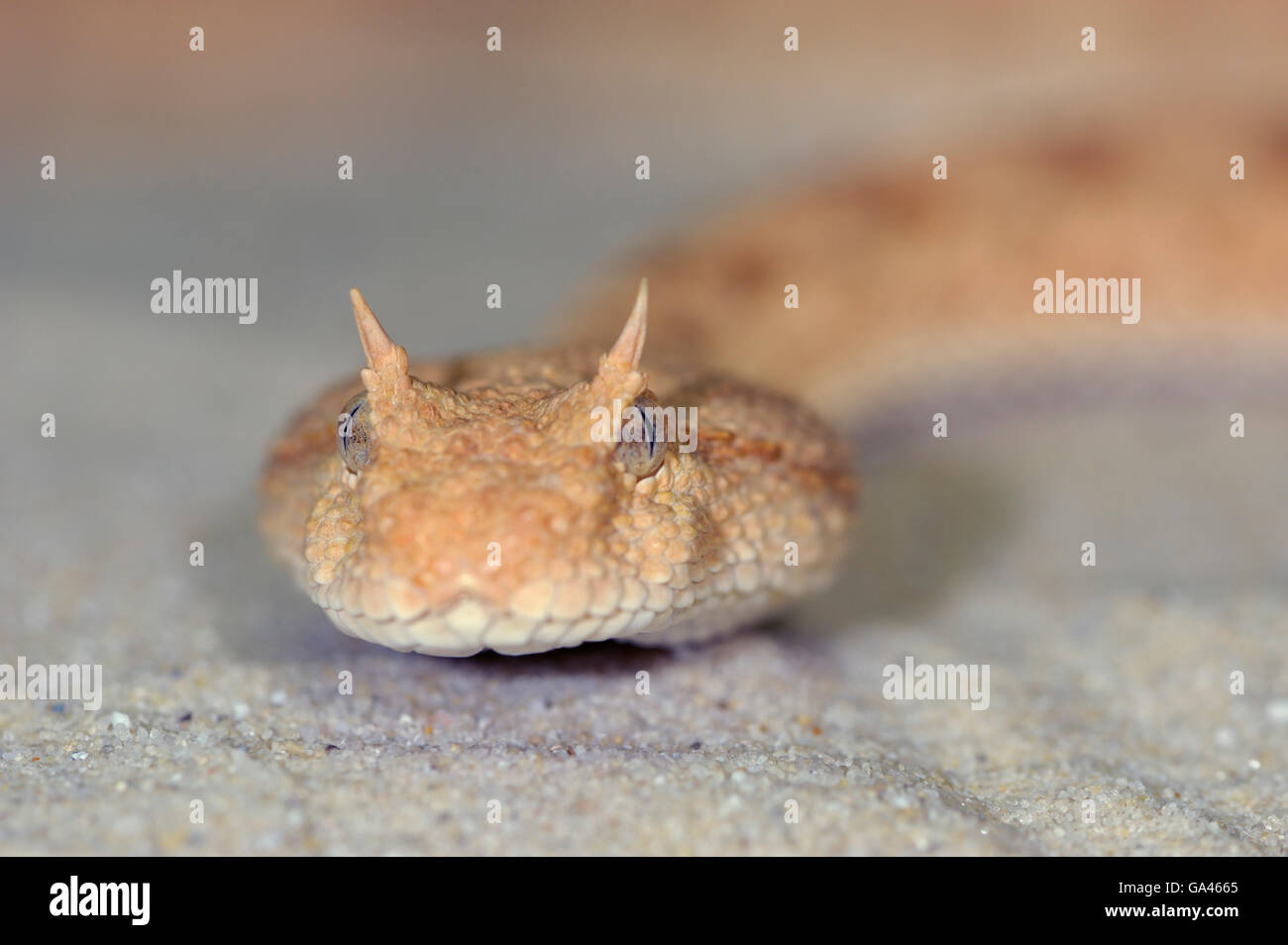 Vipère à cornes du Désert / (Cerastes cerastes) Banque D'Images