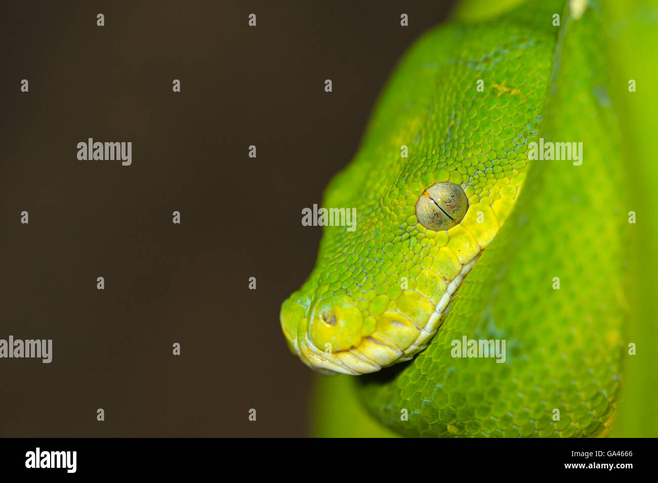 Green Tree python / Morelia viridis () Banque D'Images
