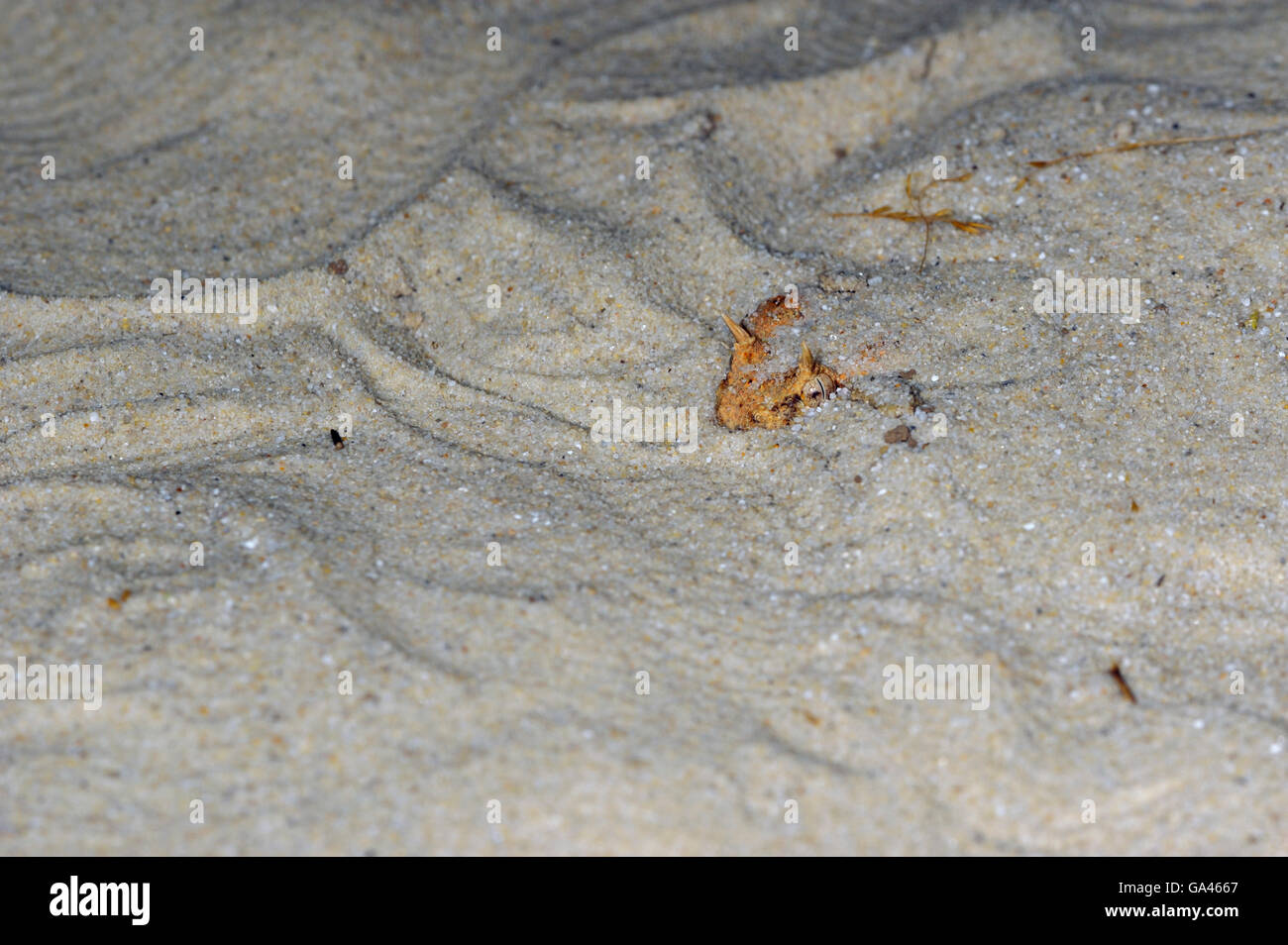 Vipère à cornes du Désert / (Cerastes cerastes) Banque D'Images