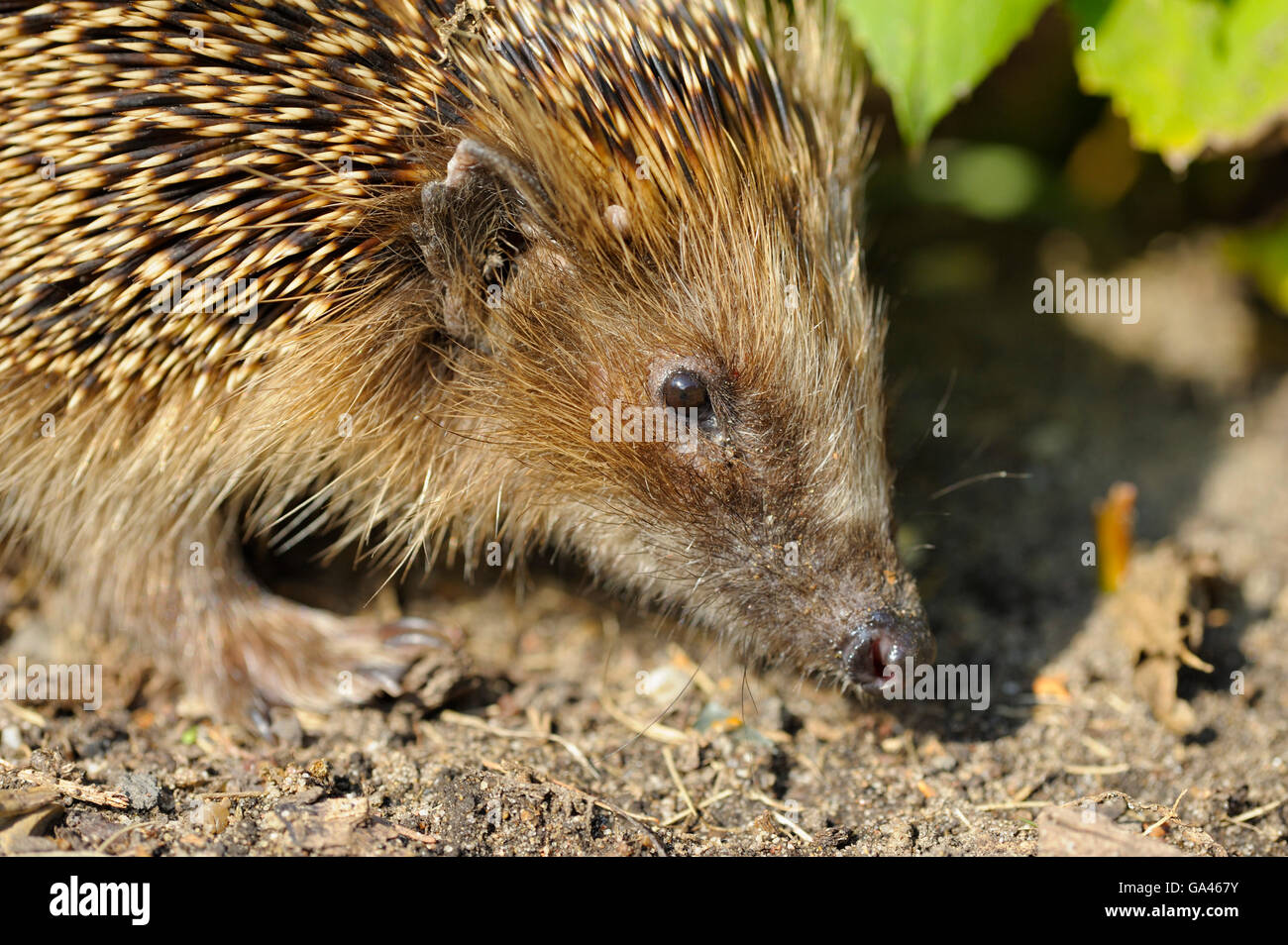 Western hérisson, Oberhausen, Allemagne / (Erinaceus europaeus) Banque D'Images