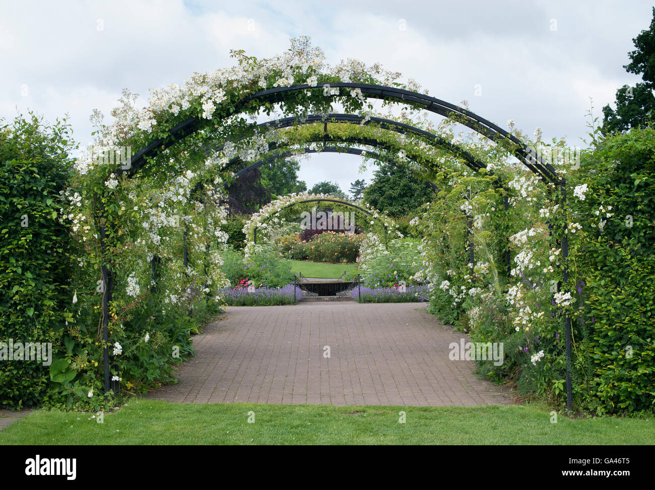 Rosa mulliganii. Mulligan rose sur le chalet à arcades à RHS Wisley Gardens, Surrey, Angleterre Banque D'Images