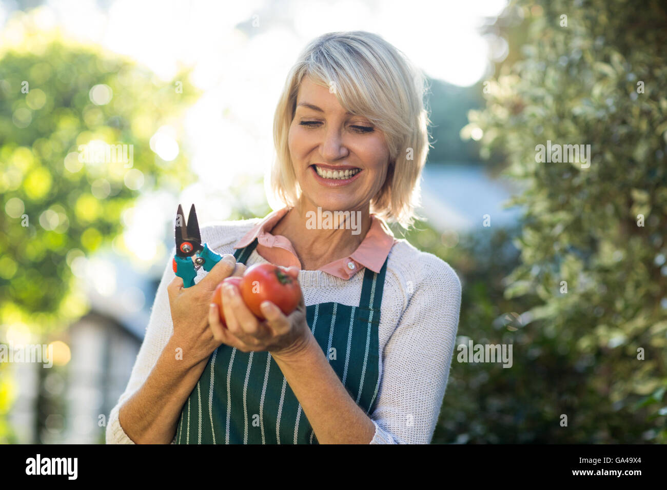 Femme tenant un sécateur jardinier et tomates Banque D'Images
