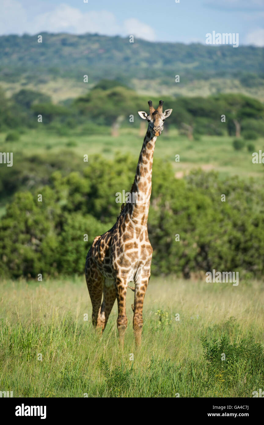 Maasai Girafe (Giraffa camelopardalis tippelskirchi), Parc national de Tarangire, Tanzanie Banque D'Images