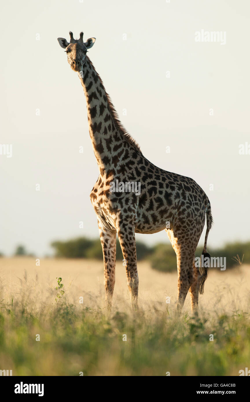 Maasai Girafe (Giraffa camelopardalis tippelskirchi), Parc national de Tarangire, Tanzanie Banque D'Images