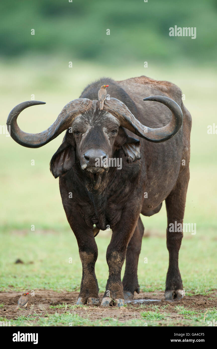 Buffalo (Syncerus caffer caffer), Lake Manyara National Park, Tanzania Banque D'Images
