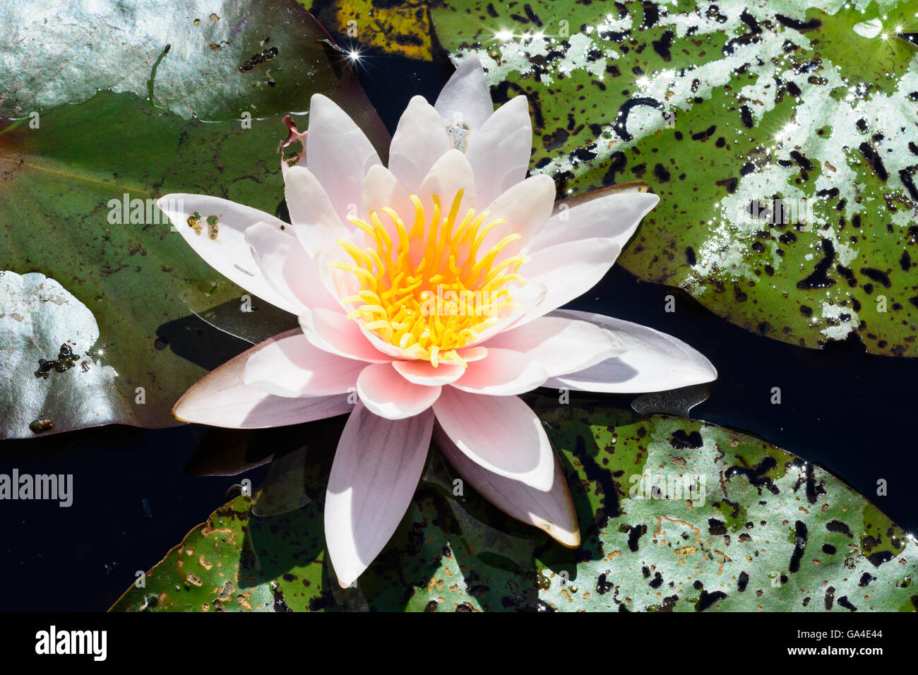 Schrems fleur de nénuphar blanc (Nymphaea alba ) Autriche Niederösterreich, Autriche Basse-autriche Banque D'Images