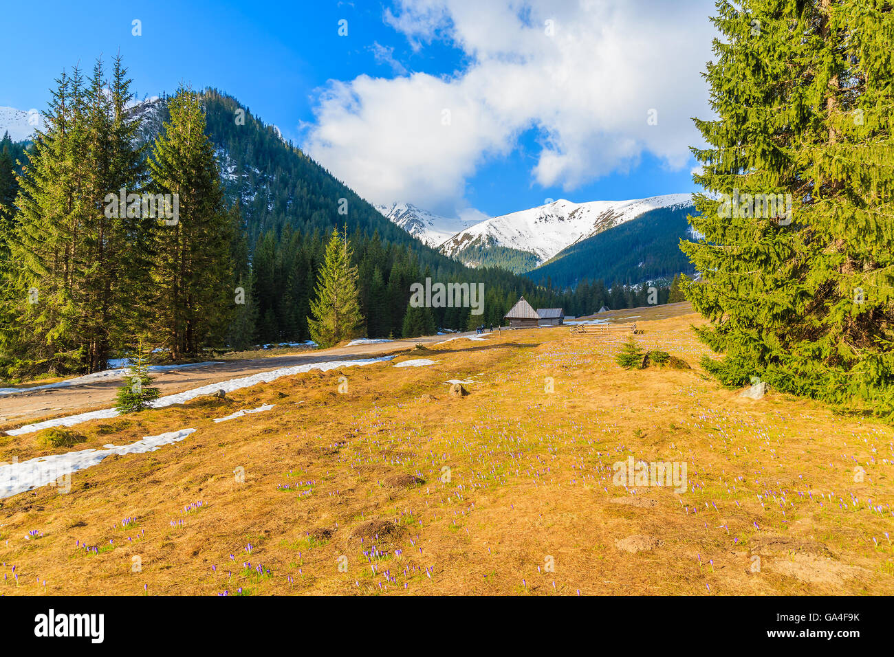 Route de montagne avec blooming crocus fleurs dans la vallée Chocholowska, Tatras, Pologne Banque D'Images