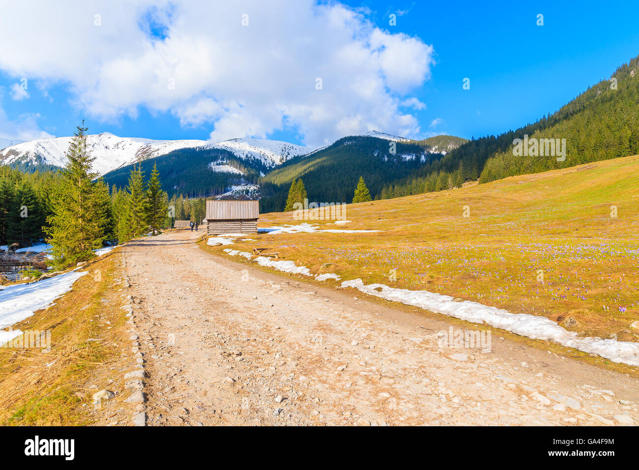 Route de montagne avec blooming crocus fleurs dans la vallée Chocholowska, Tatras, Pologne Banque D'Images