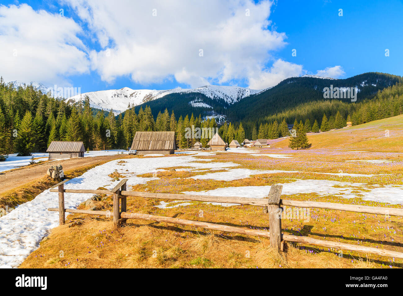Clôture en bois sur prairie de fleurs de crocus fleurs dans la vallée Chocholowska et des huttes en arrière-plan, les montagnes Tatras, Pologne Banque D'Images