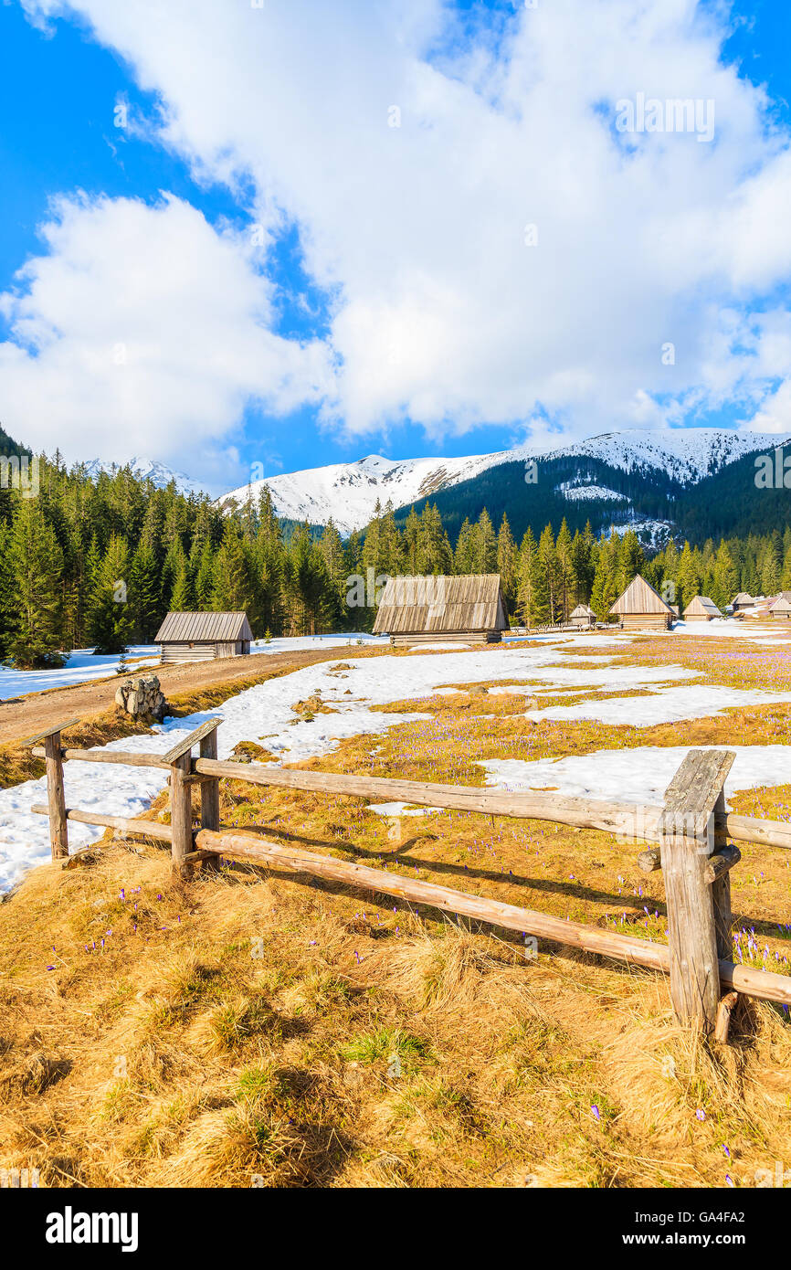 Clôture en bois sur prairie de fleurs de crocus fleurs dans la vallée Chocholowska et des huttes en arrière-plan, les montagnes Tatras, Pologne Banque D'Images
