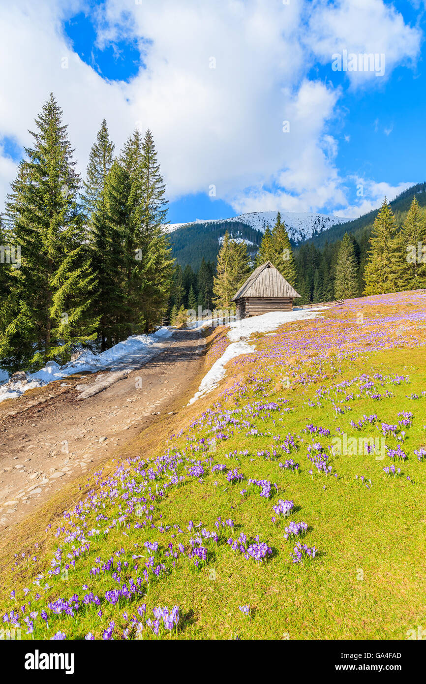 Route le long de la prairie de fleurs de crocus fleurs dans la vallée Chocholowska et cabanes de bois en arrière-plan, les montagnes Tatras, Pologne Banque D'Images
