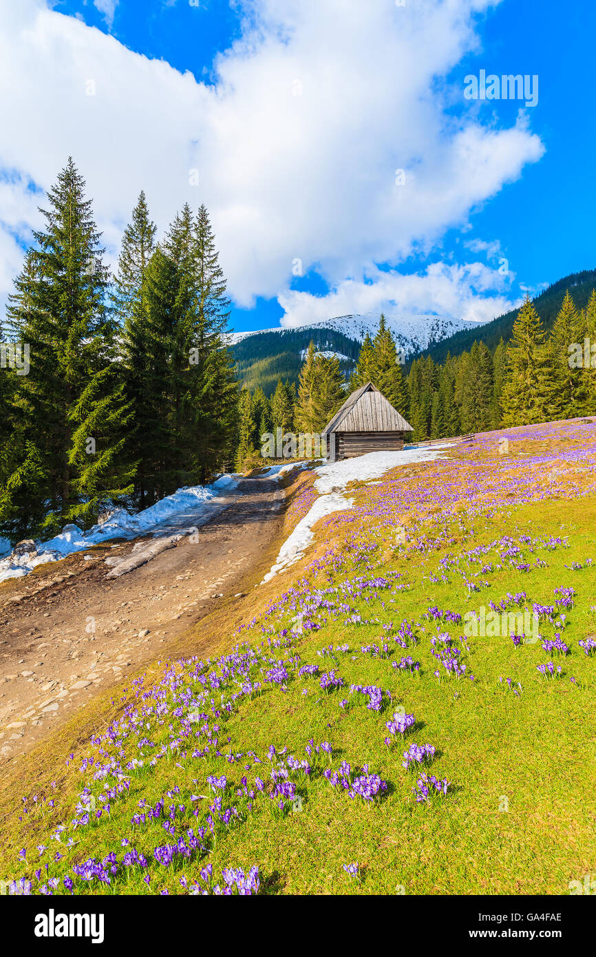 La route et les crocus en vallée Chocholowska au printemps, les montagnes Tatras, Pologne Banque D'Images