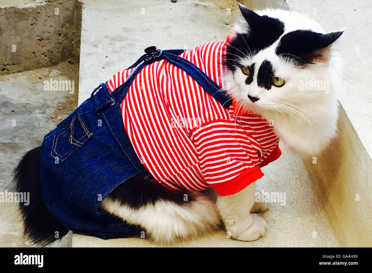 Chat Blanc Dans L Oreille Noir Fashion Style Photo Stock Alamy