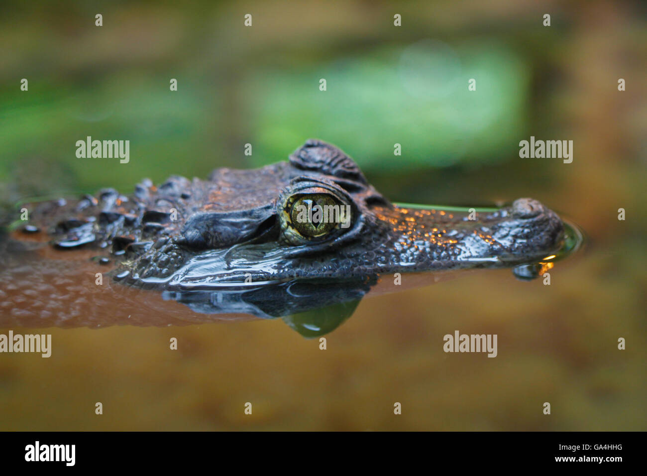 Crocodile ou Alligator Banque D'Images