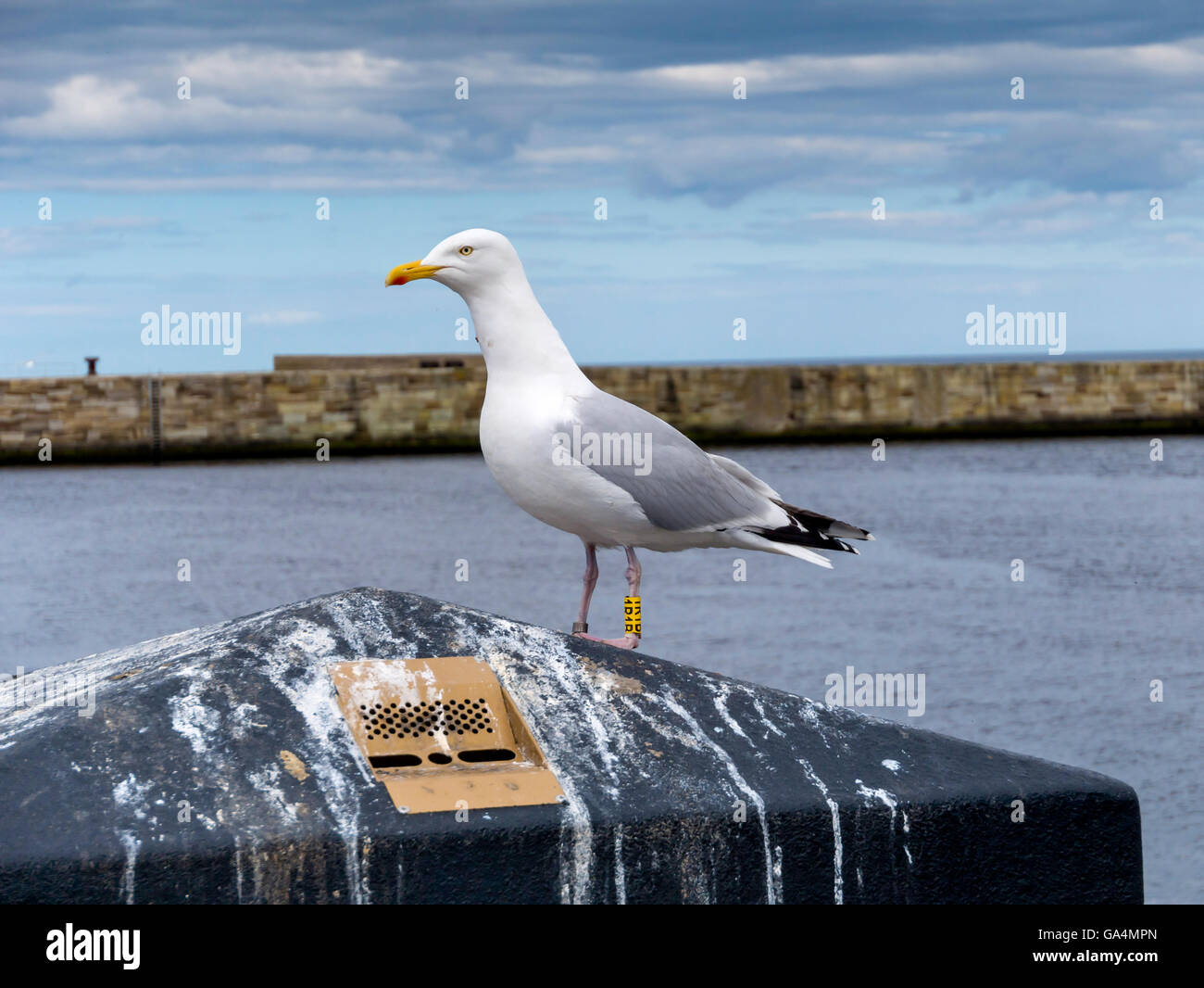 Un goéland argenté Larus argentatus BTO avec joints toriques de la jambe, à Whitby, North Yorkshire Angleterre UK Banque D'Images