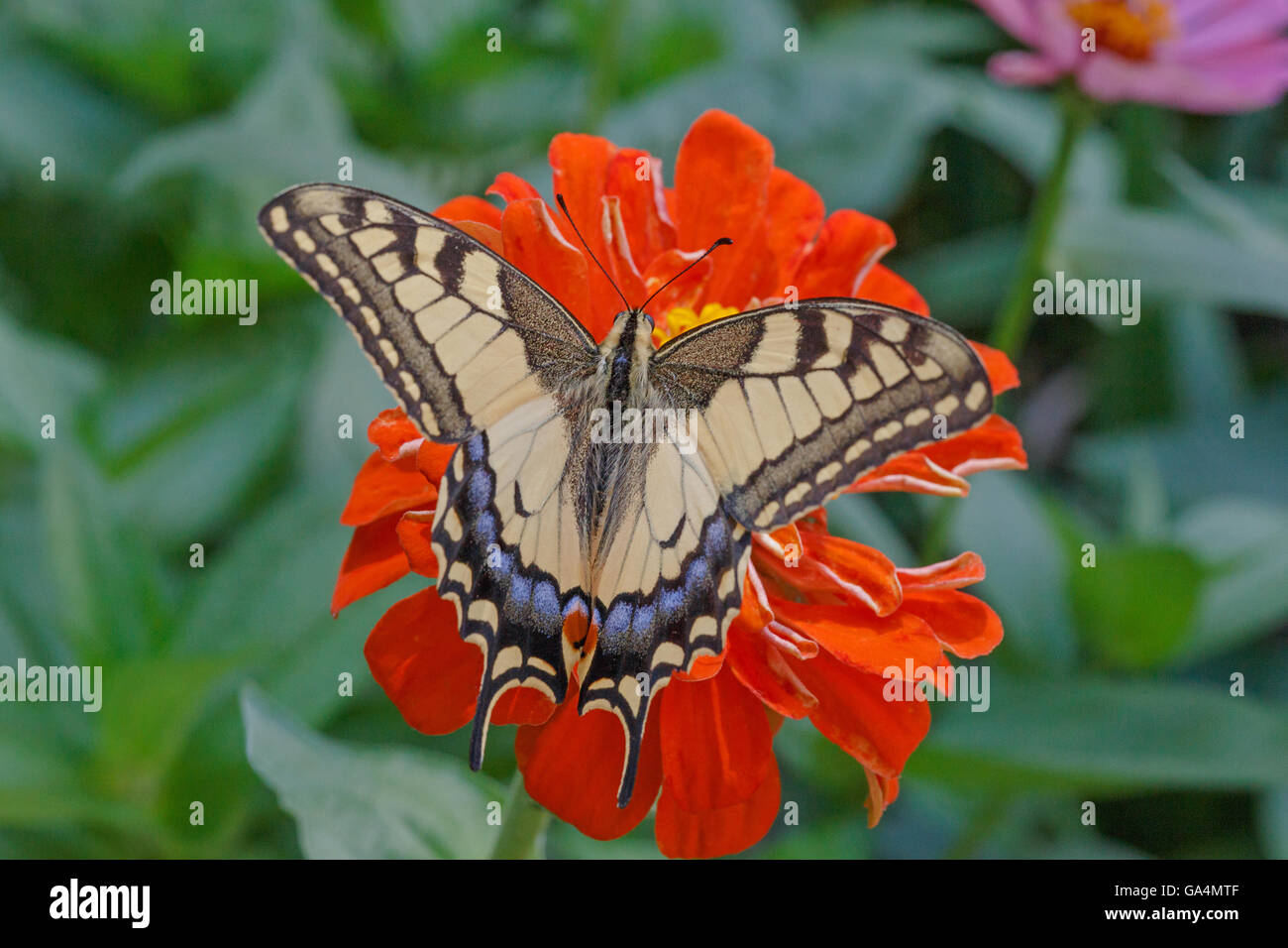 Papilio Machaon papillon sur fleur zinnia rouge Banque D'Images