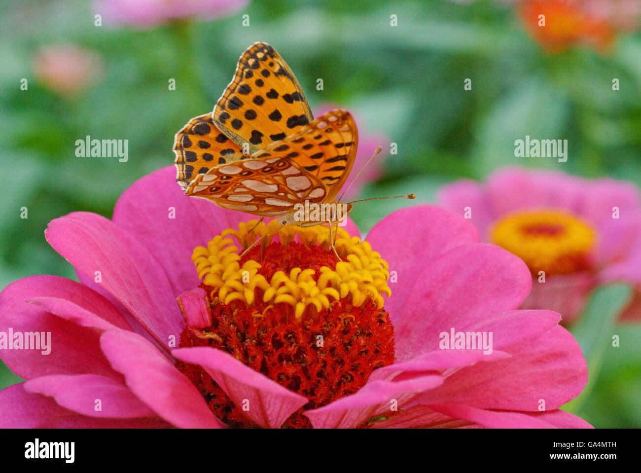 High brown fritillary papillon sur fleur violette zinnia Banque D'Images