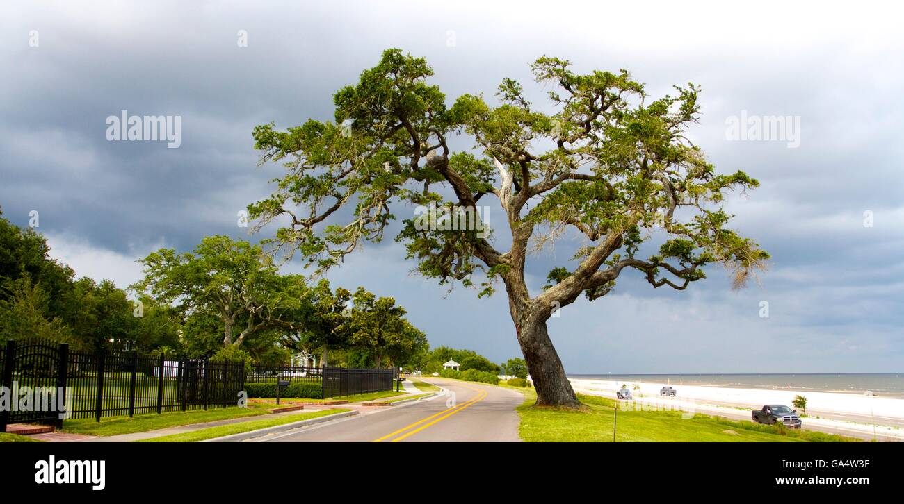 Live Oak sur Mississippi coast Banque D'Images